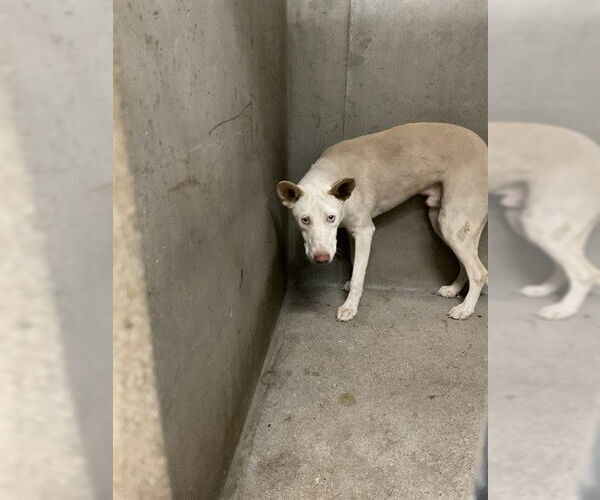 Medium Photo #1 German Shepherd Dog-Unknown Mix Puppy For Sale in San Bernardino, CA, USA