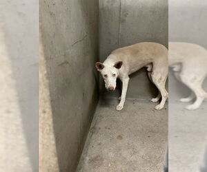 German Shepherd Dog-Unknown Mix Dogs for adoption in San Bernardino, CA, USA