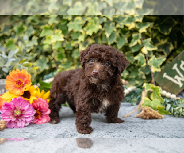 Medium Photo #2 Poodle (Miniature) Puppy For Sale in SHILOH, OH, USA