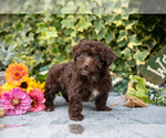 Small Photo #3 Poodle (Miniature) Puppy For Sale in SHILOH, OH, USA