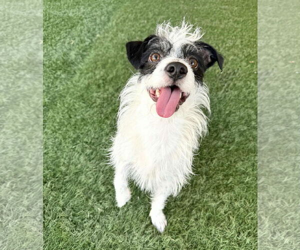 Medium Photo #5 Cairn Terrier-Unknown Mix Puppy For Sale in phoenix, AZ, USA