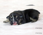 Small #10 Bulldog