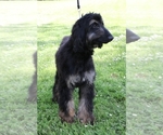 Small Photo #4 Afghan Hound Puppy For Sale in WINSTON, OR, USA