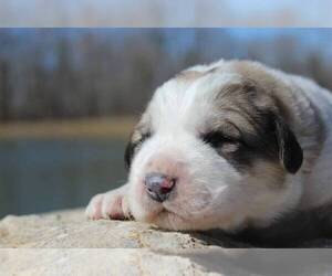 Great Pyrenees Puppy for sale in WRIGHT CITY, MO, USA