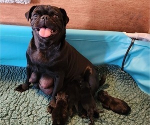 Mother of the Pug puppies born on 02/10/2023