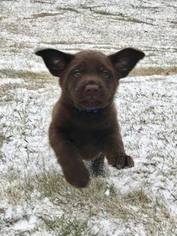 Labrador Retriever Puppy for sale in SCANDIA, MN, USA