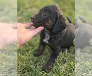 Labrador Retriever-Unknown Mix Dogs for adoption in APPOMATTOX, VA, USA