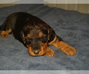 Medium Airedale Terrier