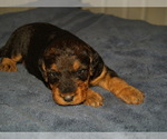 Puppy Minnie Airedale Terrier