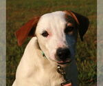 Small #2 Greyhound-Labrador Retriever Mix