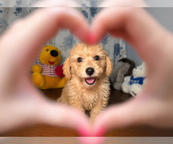 Medium Photo #11 Goldendoodle mix (+ Poodle Miniature) Puppy For Sale in DURHAM, CT, USA
