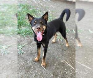 American Pit Bull Terrier-Unknown Mix Dogs for adoption in Riverside, CA, USA