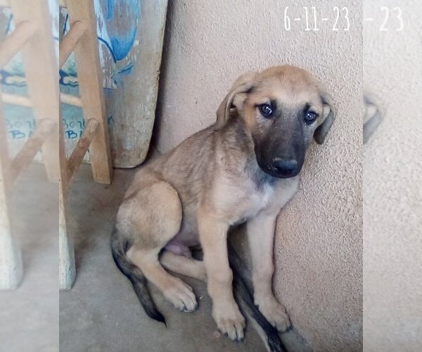 Medium Photo #21 Mutt Puppy For Sale in Apple Valley, CA, USA
