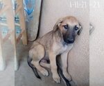 Small #20 Mutt