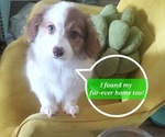 Image preview for Ad Listing. Nickname: Litter of 5