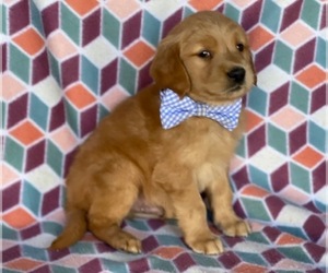 Golden Retriever Puppy for sale in LANCASTER, PA, USA