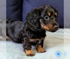 Dachshund Puppy for Sale in LAKE PANAMOKA, New York USA