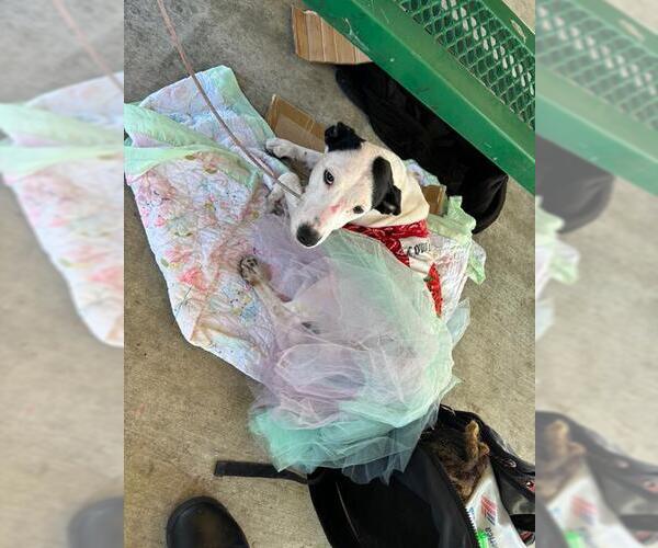 Medium Photo #1 Dalmatian-Unknown Mix Puppy For Sale in Grand Prairie, TX, USA