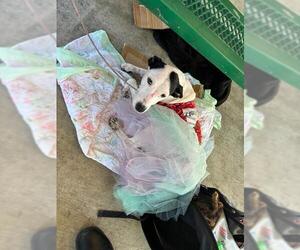 Dalmatian-Unknown Mix Dogs for adoption in Grand Prairie, TX, USA