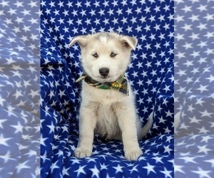 Alaskan Husky-Pomsky Mix Puppy for sale in QUARRYVILLE, PA, USA