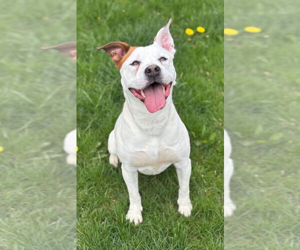 Medium Photo #2 Staffordshire Bull Terrier Puppy For Sale in La Porte, IN, USA