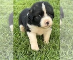 Small #3 Caucasian Shepherd Dog