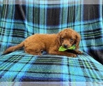 Small #4 Cavapoo (Miniature)
