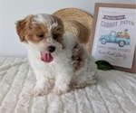 Small Photo #19 Poovanese Puppy For Sale in GOSHEN, IN, USA