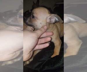 Chihuahua Puppy for sale in W SPRINGFIELD, MA, USA