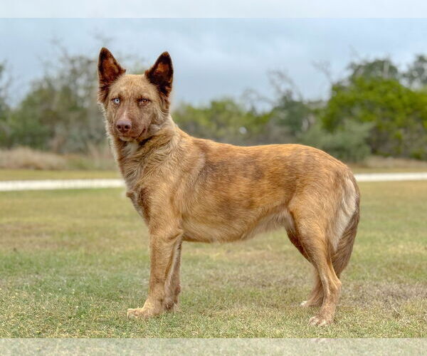 Medium Photo #4 Australian Shepherd-Unknown Mix Puppy For Sale in PIPE CREEK, TX, USA
