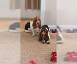 Small Photo #2 Basset Hound Puppy For Sale in SODDY DAISY, TN, USA