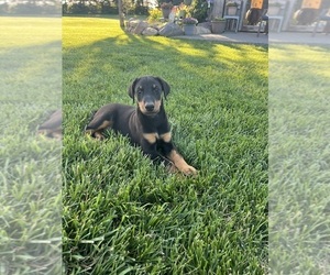 Doberman Pinscher Puppy for sale in READING, MN, USA