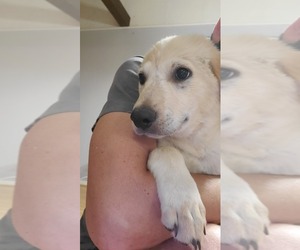 Collie-Labrador Retriever Mix Puppy for sale in SPICEWOOD, TX, USA