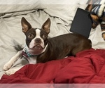 Small Photo #1 Boston Terrier Puppy For Sale in LAS VEGAS, NV, USA