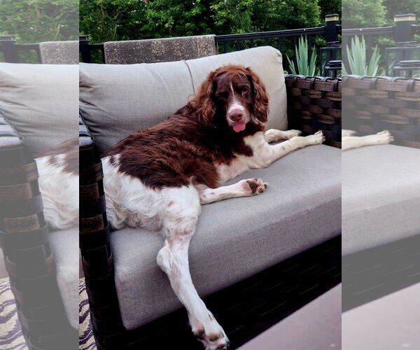 Medium Photo #2 Brittany Puppy For Sale in Curwensville, PA, USA