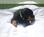 Small Photo #2 Rottweiler Puppy For Sale in CALIFORNIA, MO, USA