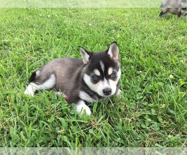 Medium Photo #1 Alaskan Klee Kai Puppy For Sale in WINCHESTER, OH, USA