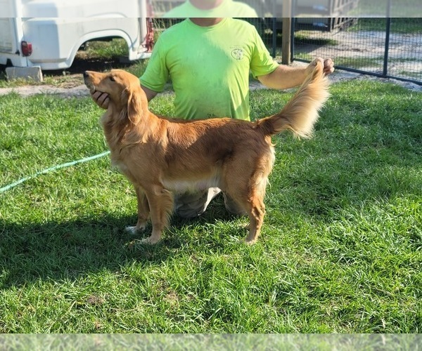Medium Photo #6 Golden Retriever Puppy For Sale in COCOA, FL, USA