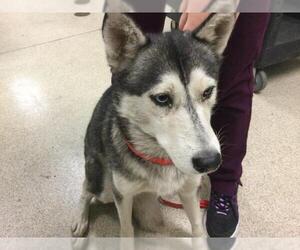 Siberian Husky Dogs for adoption in Riverside, CA, USA