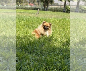 Pomeranian Puppy for sale in NATIONAL CITY, CA, USA