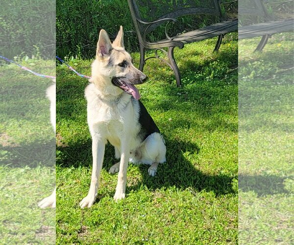 Medium Photo #3 German Shepherd Dog Puppy For Sale in Montgomery, AL, USA