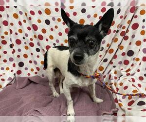 Chihuahua Dogs for adoption in Modesto, CA, USA