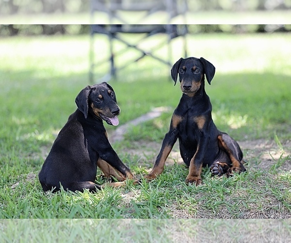 Medium Photo #15 Doberman Pinscher Puppy For Sale in BEAUMONT, TX, USA