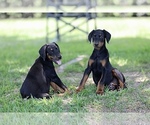 Small Photo #15 Doberman Pinscher Puppy For Sale in BEAUMONT, TX, USA