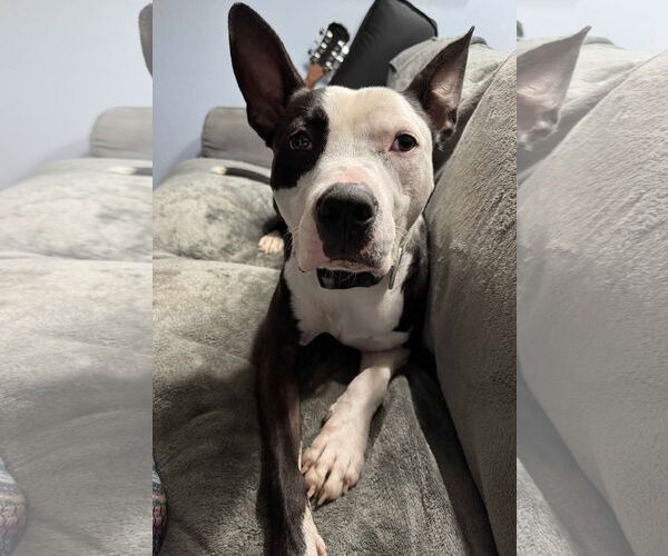 Medium Photo #3 American Pit Bull Terrier-Unknown Mix Puppy For Sale in Germantown, OH, USA