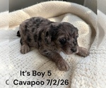 Small #9 Cavapoo (Miniature)