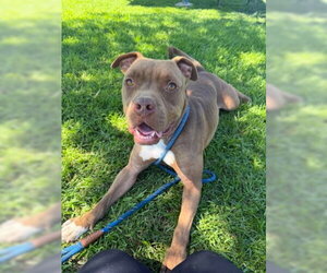 Brown Sugar - Male Mutt Dog for Adoption - Photo #6
