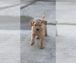 Small Photo #1 Goldendoodle Puppy For Sale in ALBERT LEA, MN, USA