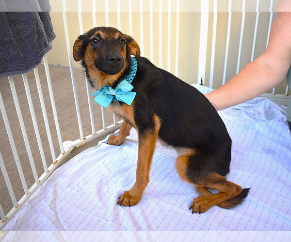 Medium Photo #2 Mutt Puppy For Sale in McKinney, TX, USA