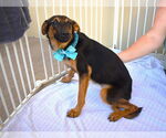 Small #1 Mutt
